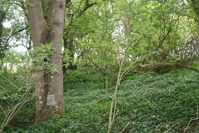Norbury Hillfort (Colesbourne)
