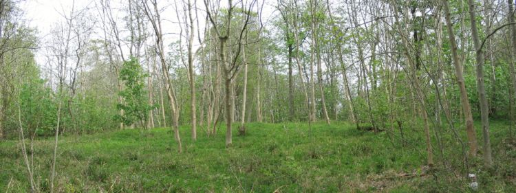 Click for the gallery page to add comments and vote (PID:29428) Rowden Wood