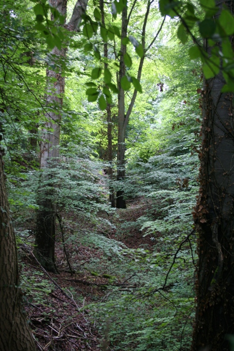 The Trench