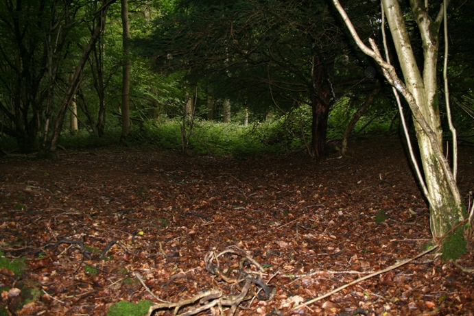 Withington Woods Cross Dyke