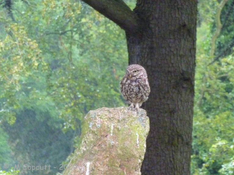 The Beeracres Stone provides me with much joy throughout the year. 
Probably none more so than when the native family of little owls use it as a hunting post - watching all around for prey. 