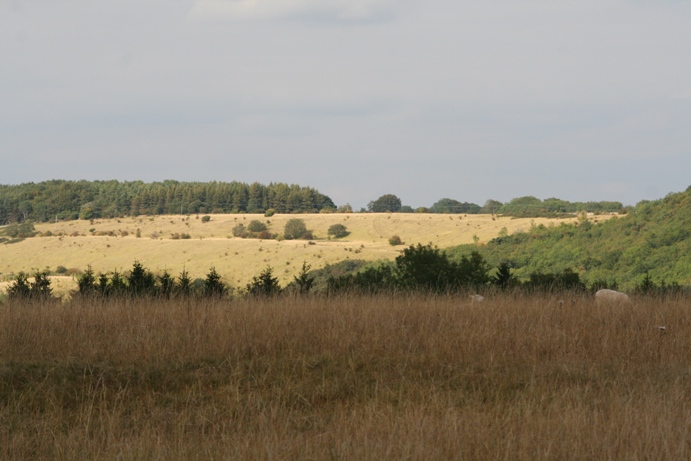 Roel Camp