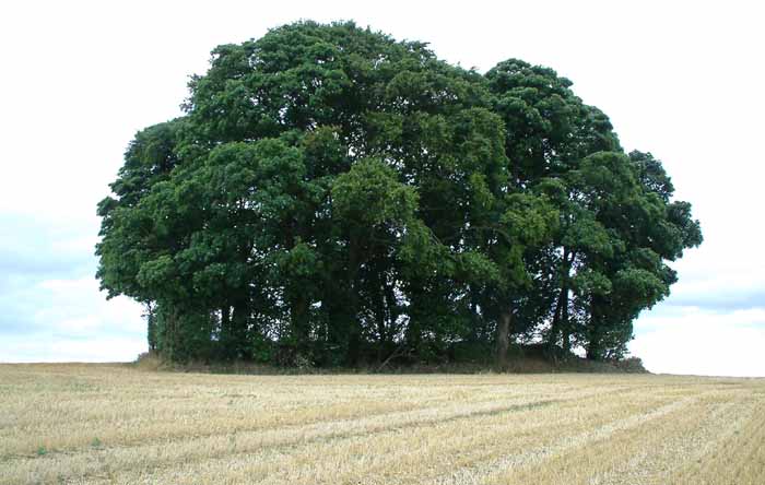 Cold Aston Cold Aston long barrow. GPS: SP 14332 20652.
O.G.S. Crawford visited this long barrow in 1920 and wrote: "The barrow itself lies high and appears perfect and unopened. There are no signs anywhere of attempted mutilation. It is thinly planted with trees; it would be worthwhile taking immediate steps to preserve it, as these unmutilated long barrows are exceedingly rare."