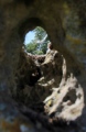Long Stone (Minchinhampton)