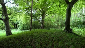 Poles Wood South