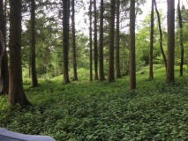 Juniper Hill