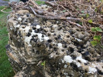 Daglingworth Holed Stone