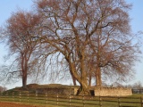 Windmill Tump - PID:87025