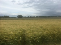 Honeycombe Farm