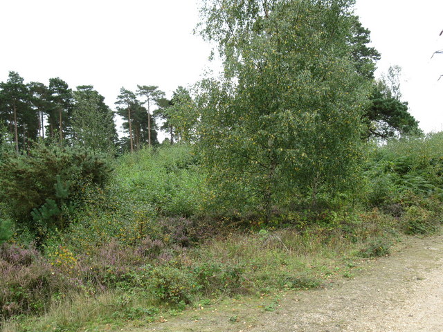 Cudbury Clump. The tumulus is barely visible now that the trees have been allowed to grow by it.

Copyright Don Cload and licensed for reuse under this Creative Commons Licence.