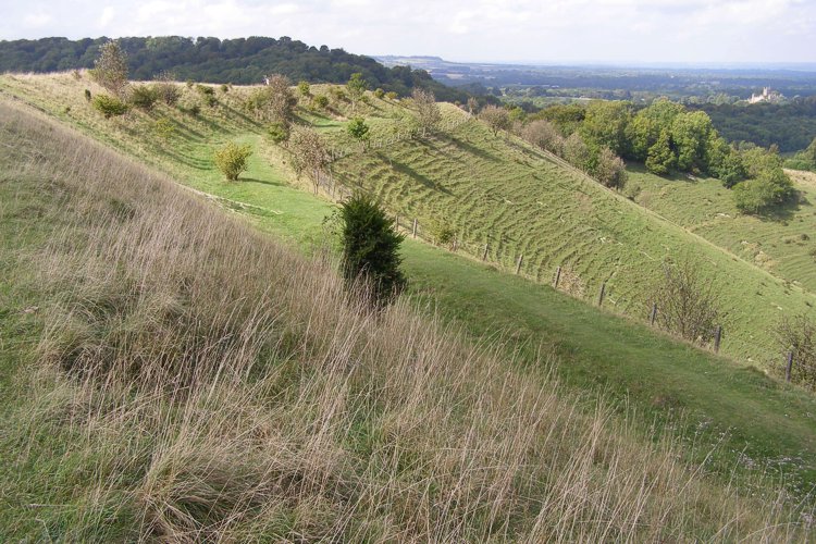 The northeast-facing side of Beacon Hill hillfort. This side of the hill is the steepest, with the best natural defences. The ditch between the inner and outer ramparts has filled in over the years. In the distance to the right is Highclere Castle.