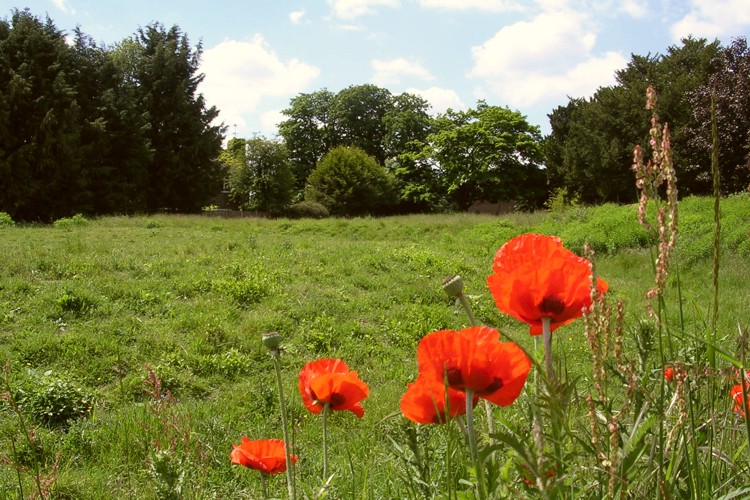 Flowerdown Barrows