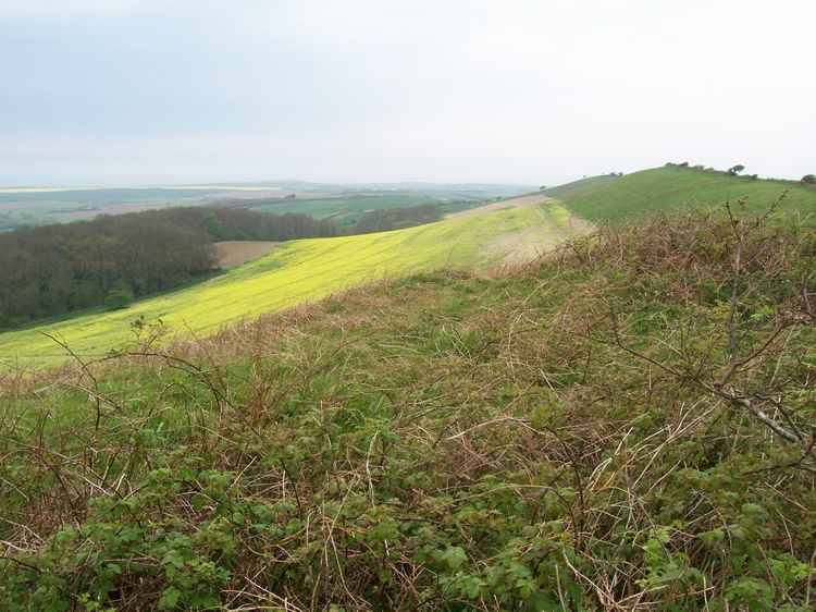 Shorwell 2
