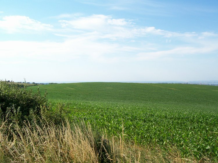 Eaglehead Copse I.