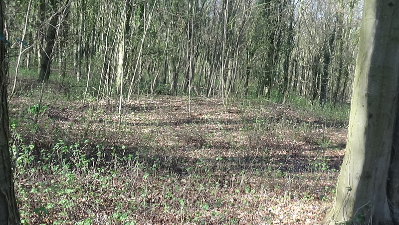 Chessell Down - Coombe Plantation