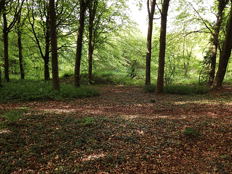 Shalcombe Down