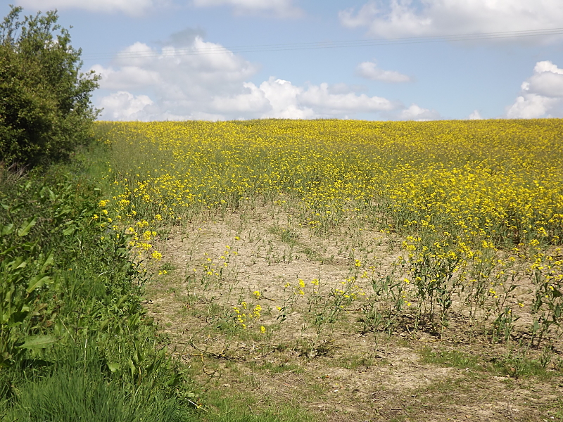 Firestone Copse