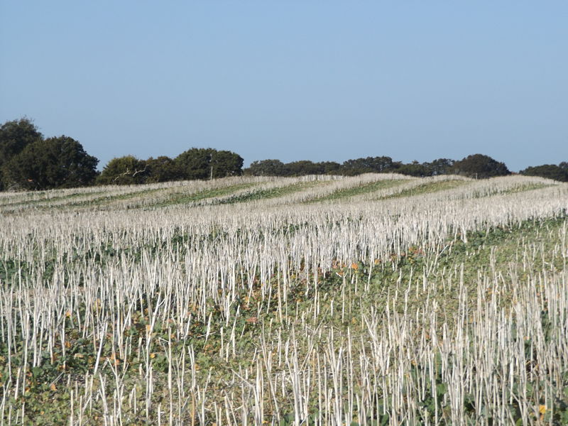 Firestone Copse