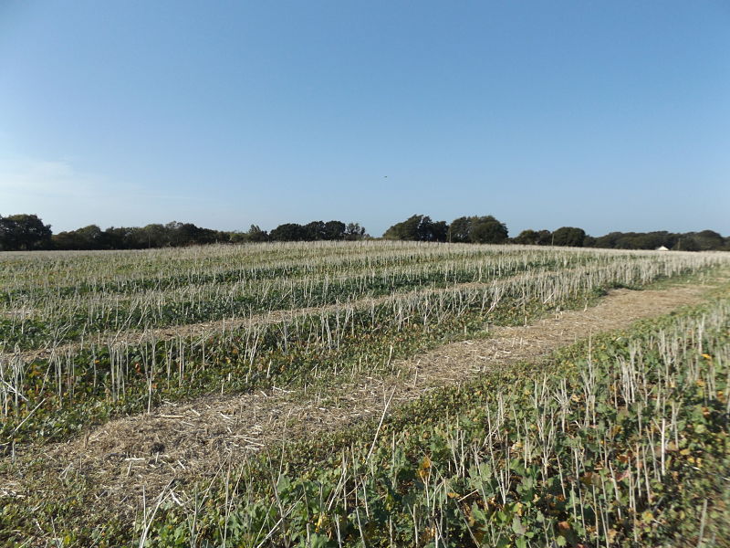 Firestone Copse