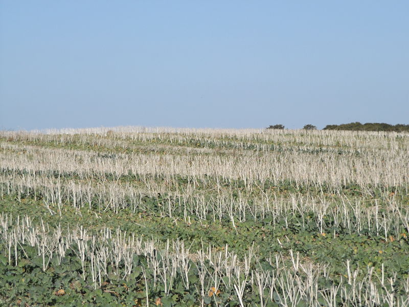 Click for full size image of Firestone Copse (PID:202684) Firestone Copse