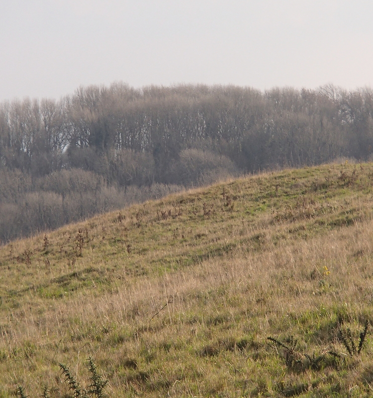 Shanklin Down Barrows