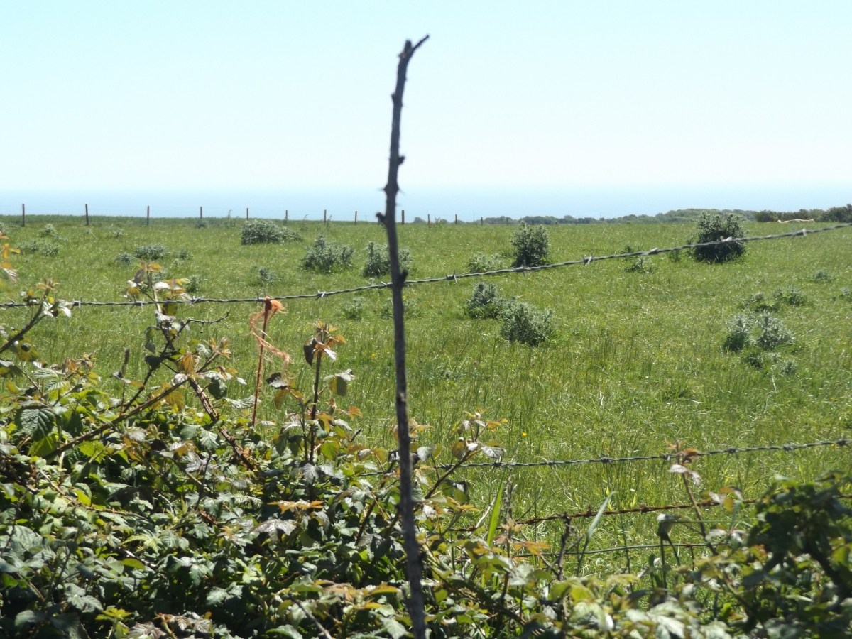 Bowl barrow 600m north west of Ladyacre Farm