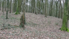 Brighstone Forest 1