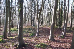Brighstone Forest 1 - PID:19018