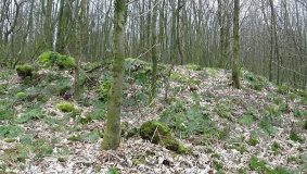 Brighstone Forest 1