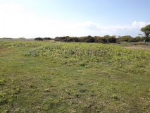 Luccombe Down