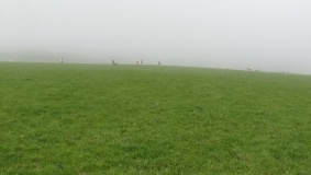 Newbarn Down Barrows