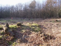 Brighstone Forest Enclosure / Moot