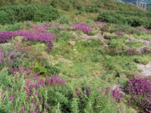 Mottistone Common Bowl Barrow