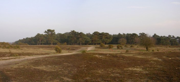 Longdown (New Forest) tumuli