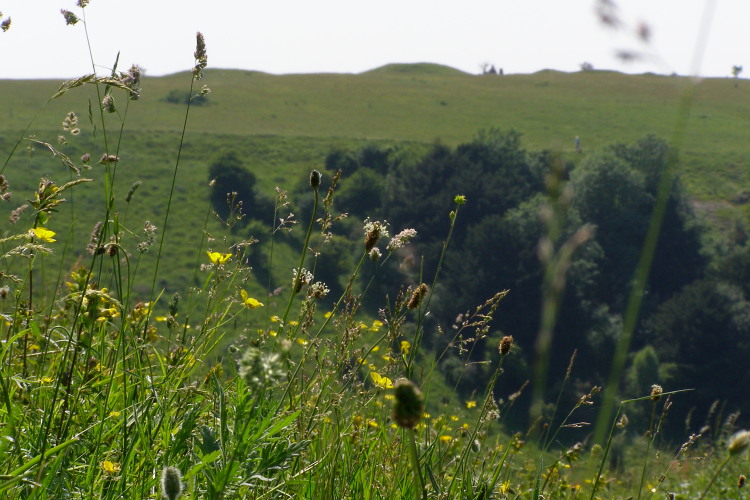 June 2006. Still learning to use my new camera here, with a very shallow depth of field. Flowers and grasses on the chalk downland in the foreground, with the ridge of Old Winchester Hill out of focus in the background - showing the barrows there in silhouette.