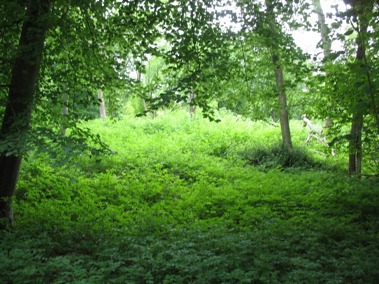 Severals Copse Bowl Barrow