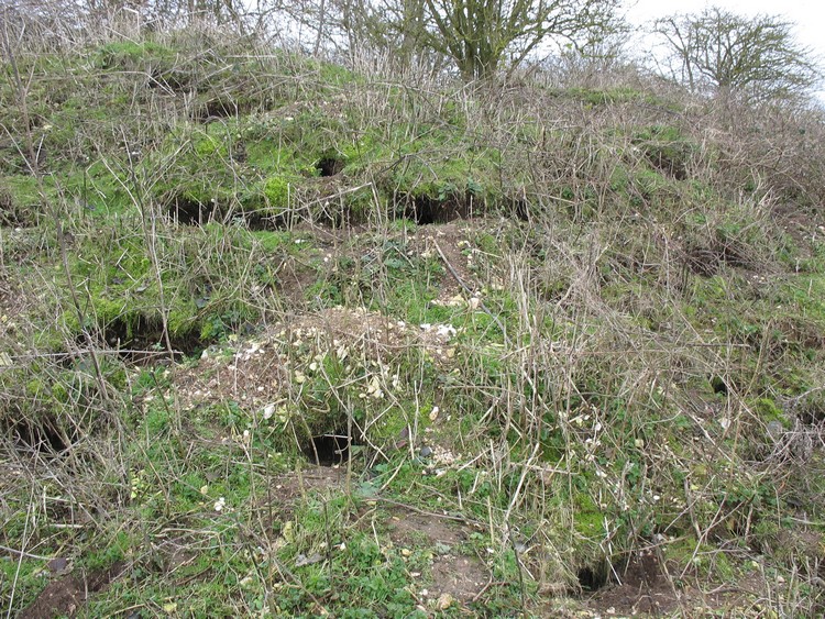 Texas Barrows