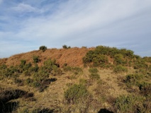 Ashley Walk mound