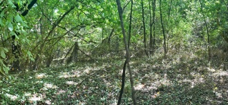 Petty's Copse Long Barrow - PID:298075