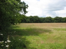 Bury Hill (Hampshire)