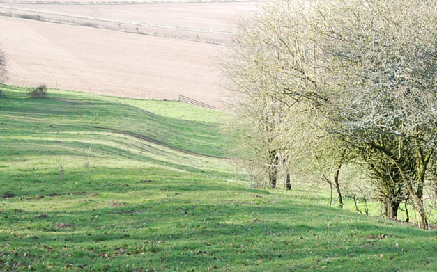 Damerham Knoll Camp
