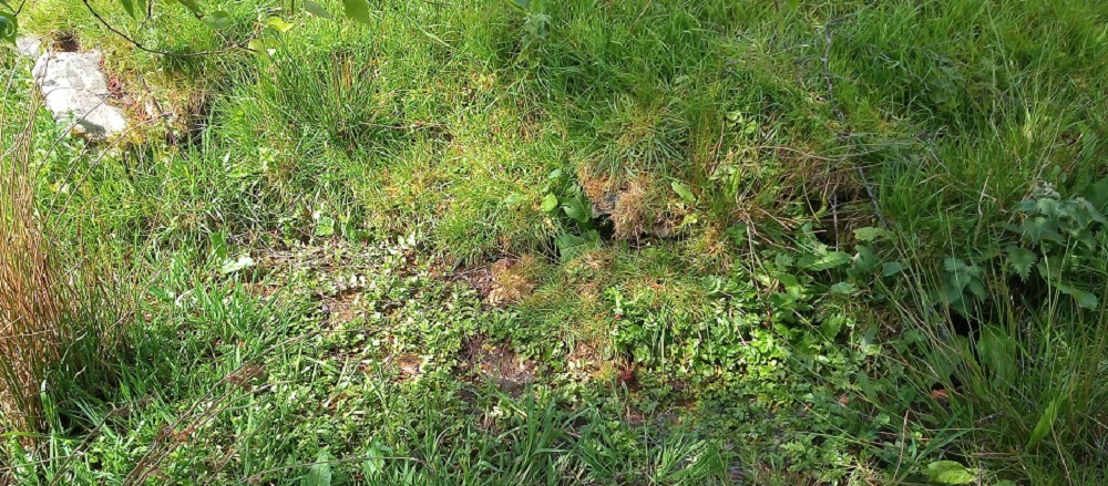 St Peter's Well, Whitney on Wye