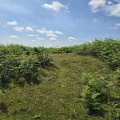 Garway Hill - PID:291955