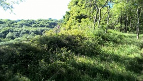 Midsummer Hill
