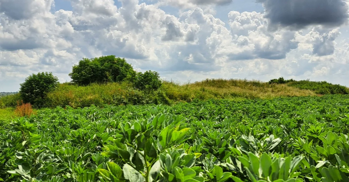 Couldn't resist mound hunting this morning, heading over the border into Northamptonshire to visit the Bronze Age Three Hills near Woodford. Tremendous views across the Nene Valley beneath big, billowy skies. Felt like you could touch the heavens. I guess that was the intention.