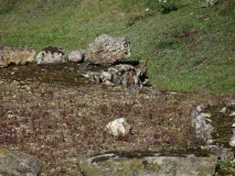 Verulamium Puddingstone