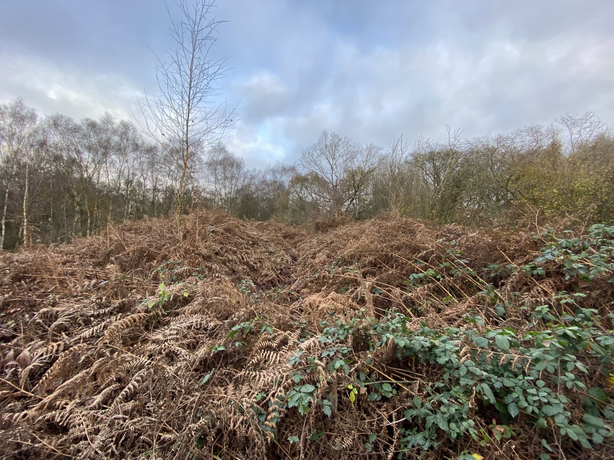 Alderford Common Barrow