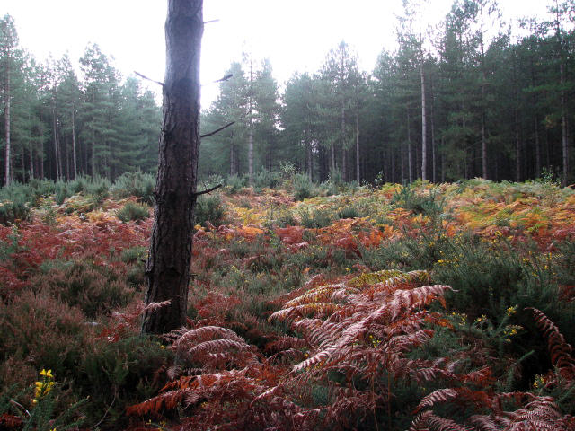 Horsford Woods Barrow Cemetary