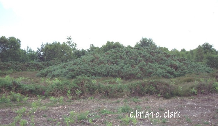 Click for the gallery page to add comments and vote (PID:4192) Salthouse Heath