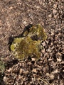 Grimes Puddingstone - PID:274208